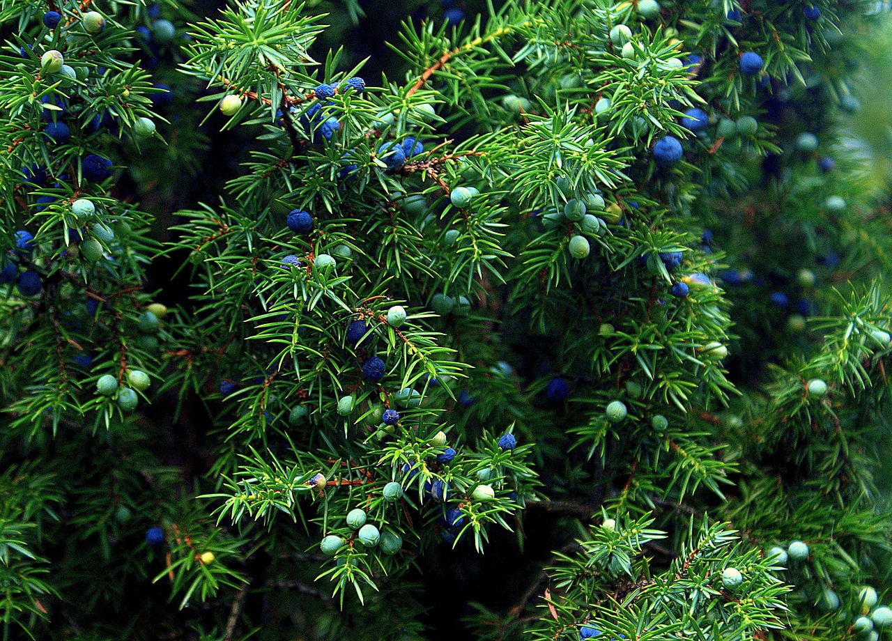 juniper-669793_1280.jpg